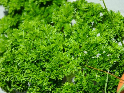 Spice green culinary herbs photo