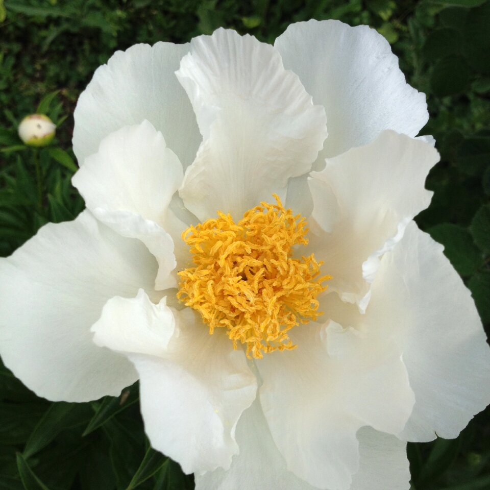 Flowers white