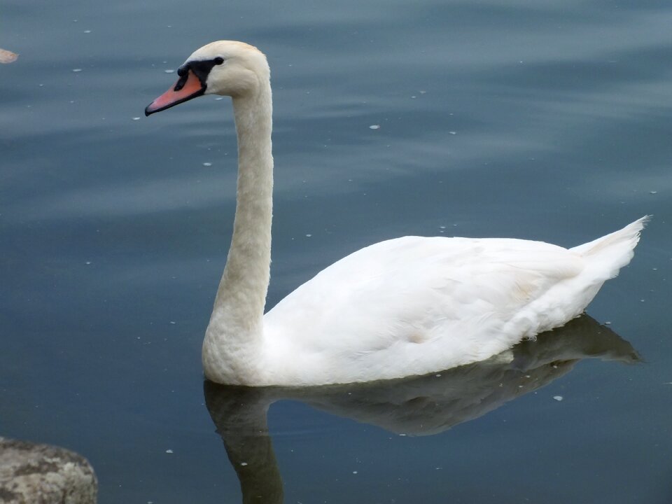 Bird white water bird