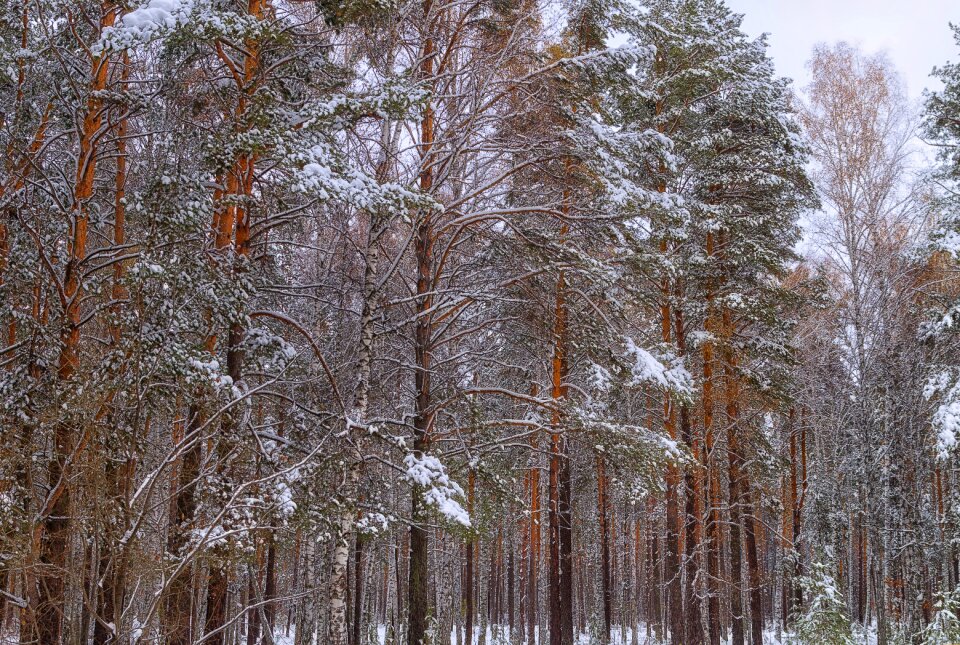 Winter forest trees nature photo