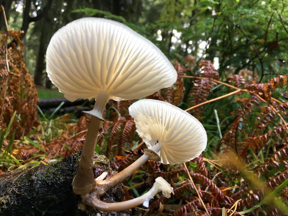 Fungi natural autumn