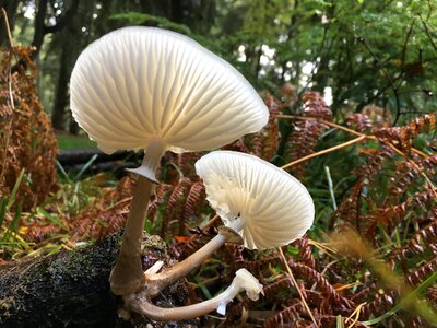 Fungi natural autumn photo