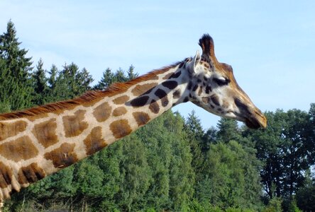 Spotted neck wildlife park