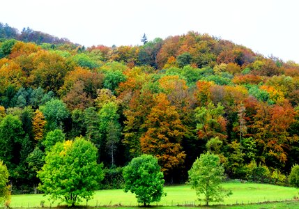 Autumn forest trees colorful