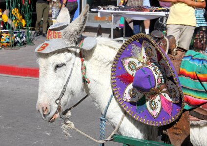 Burro donkey mexico