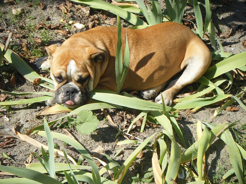Pet animal domestic