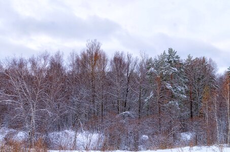 Winter winter forest trees