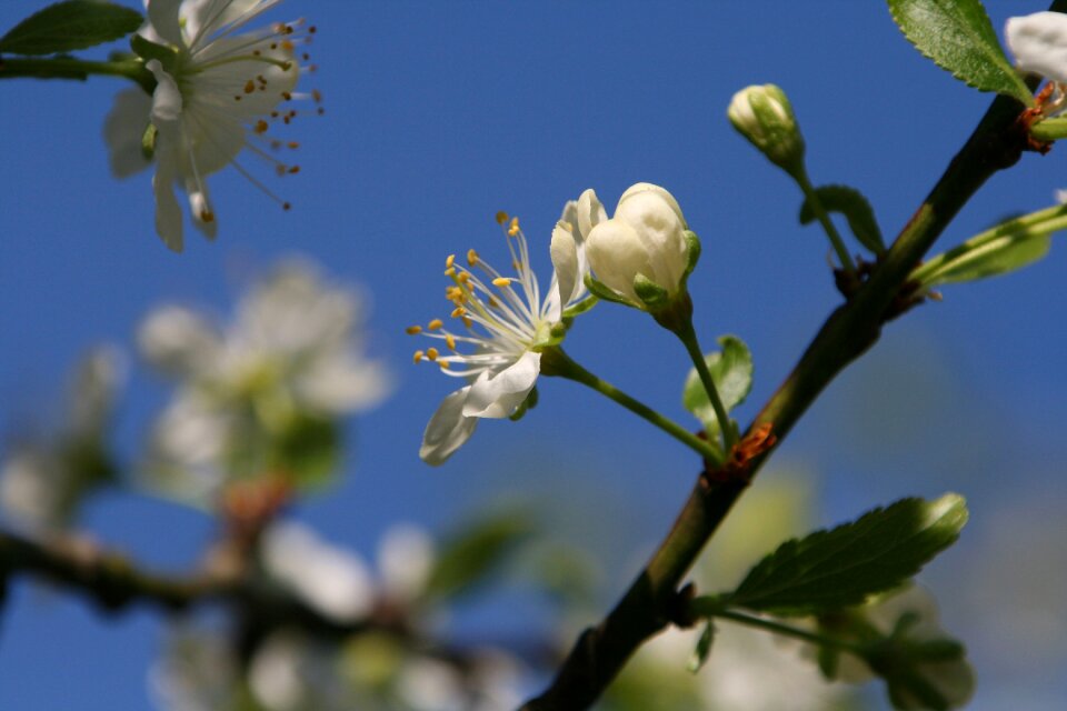 Mood nature blossom