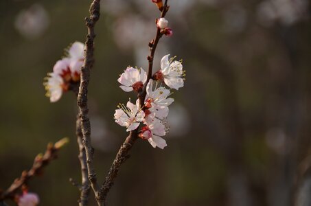 White blossom spring branch