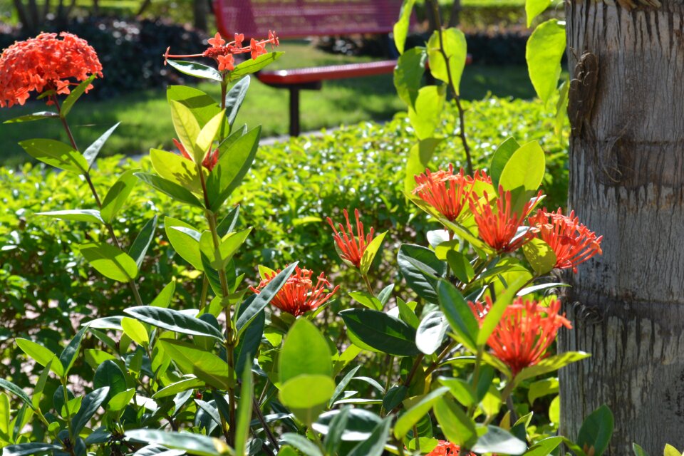 Plants white spring