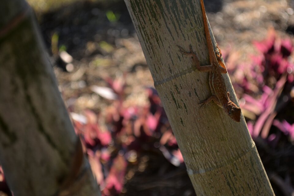 Fauna animals iguana