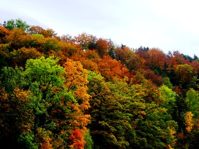 Autumn forest farbenspiel autumn colours photo
