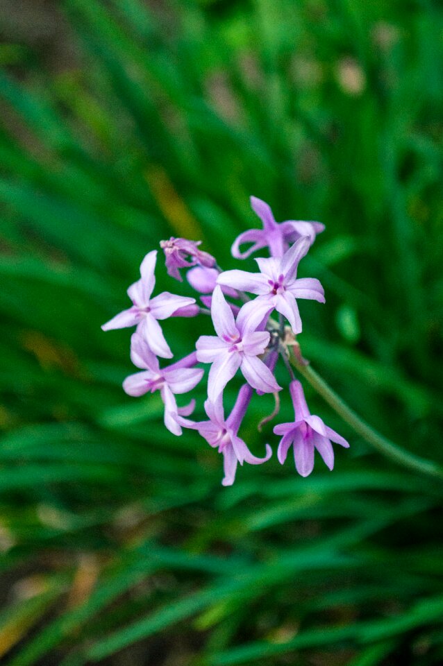 Purple flower natural