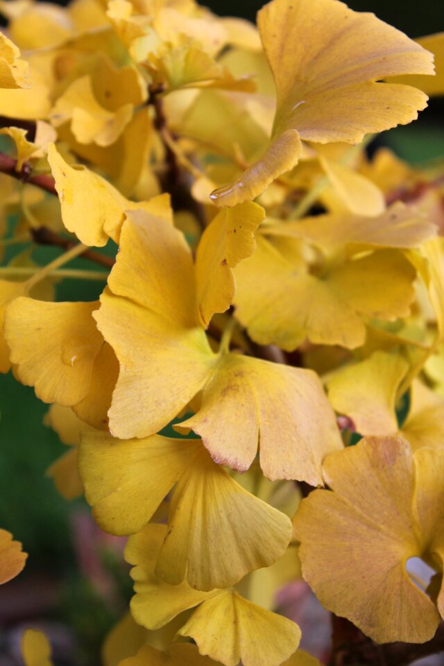 Plant ginkgo leaf flora