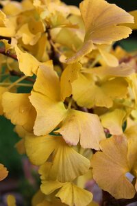 Plant ginkgo leaf flora