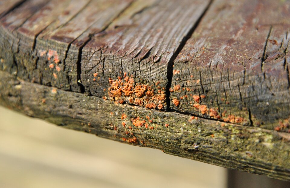 Decay weathered plank
