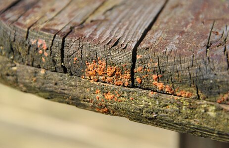 Decay weathered plank