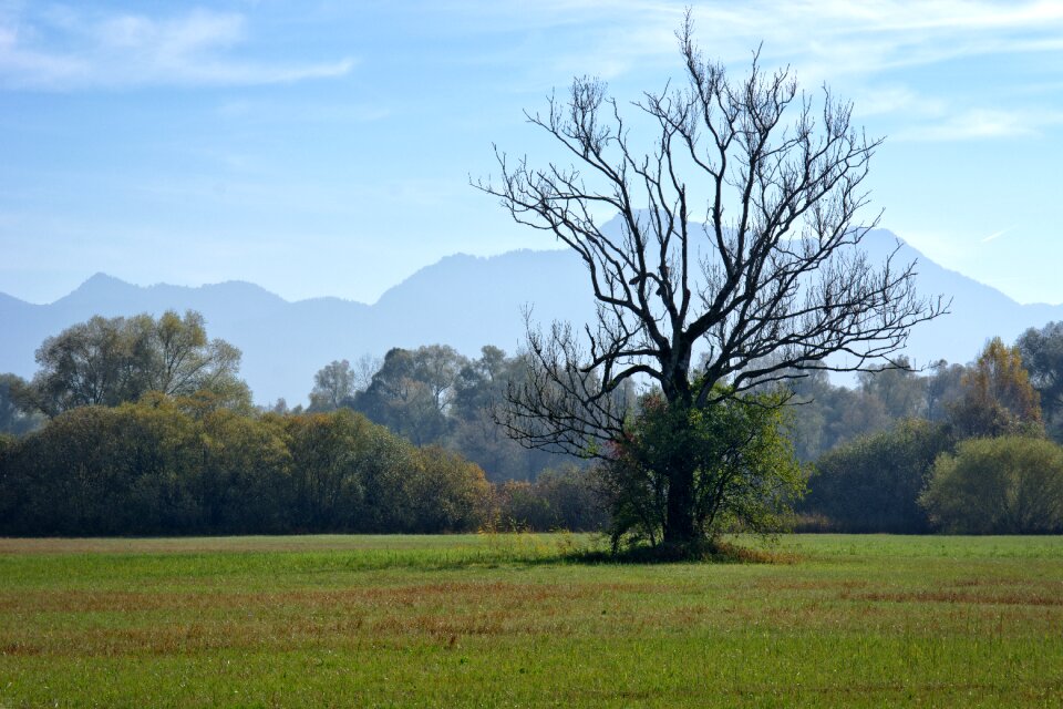 Meadow withers dry