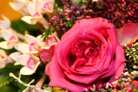 Pink rose rose bloom flowers