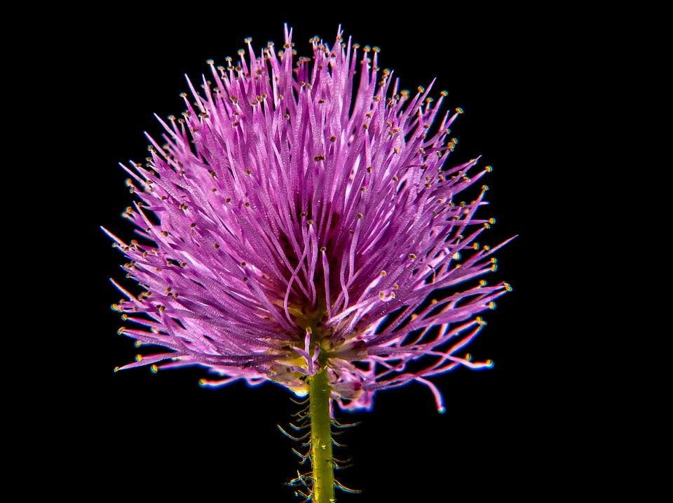 Small flower flower macro