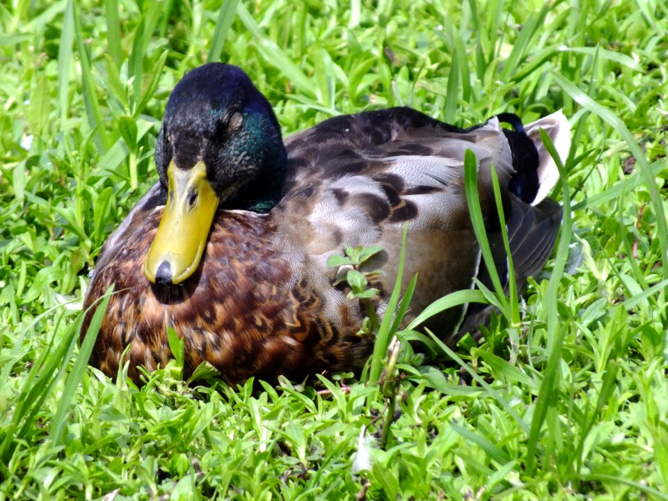 Water bird rest nature