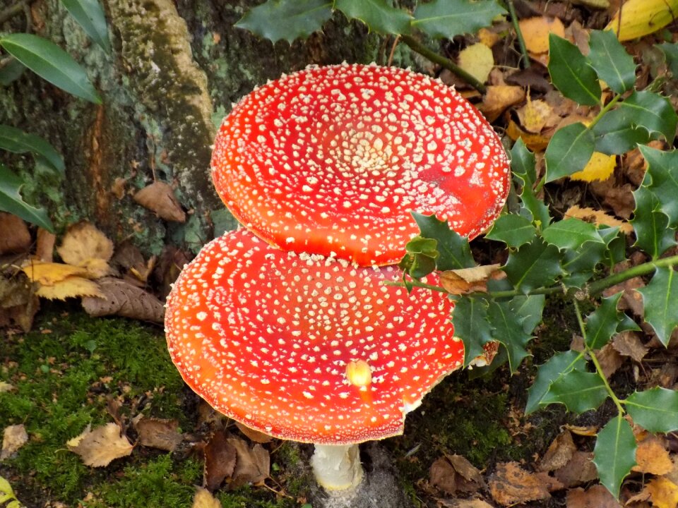 Red spotted autumn