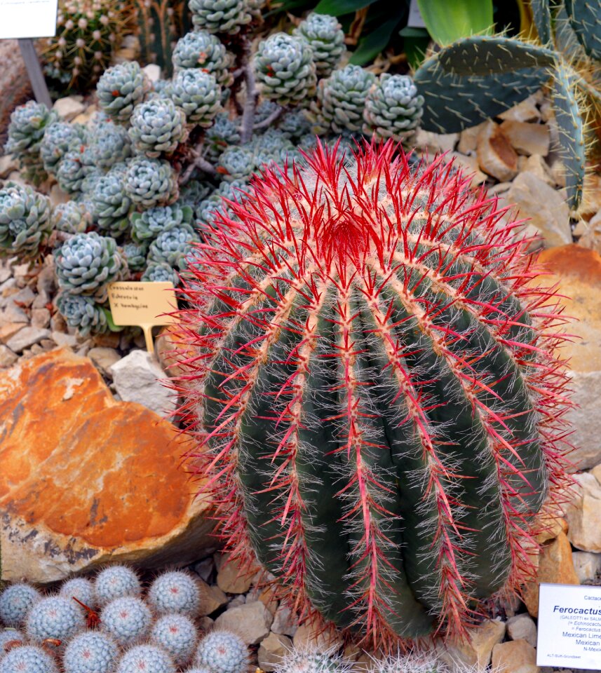 Cactus greenhouse cactaceae spur