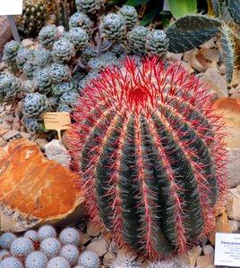 Cactus greenhouse cactaceae spur photo