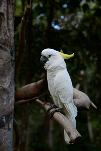 Parrots macaws zoo forums white