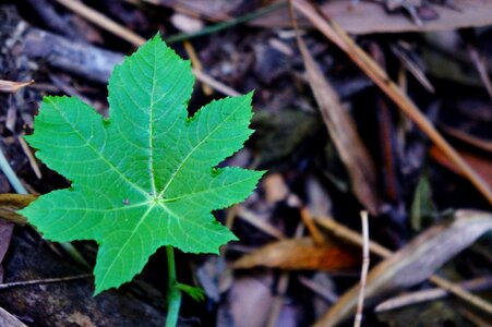 Green botany stem