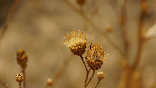 Arid brown plant