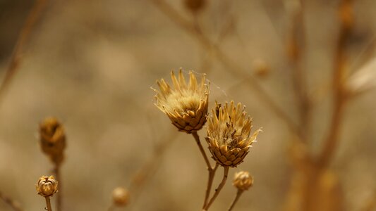 Arid brown plant photo