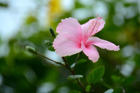 Flowers thailand hibiscus