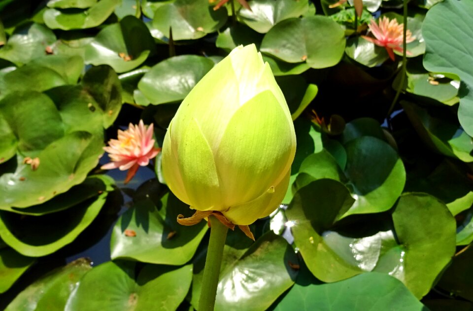 Flower nelumbo nucifera indian lotus