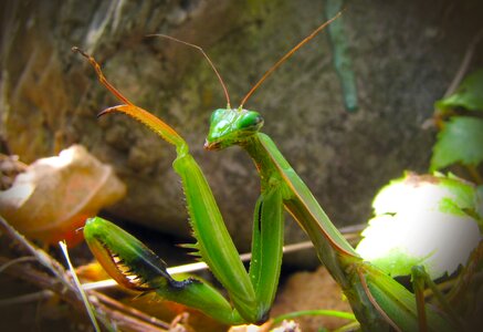 Nature predator insect