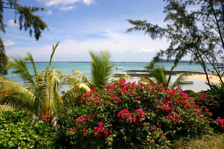 Mauritius beach palm trees photo