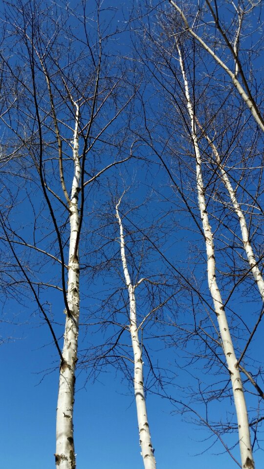 Midwest trees hike