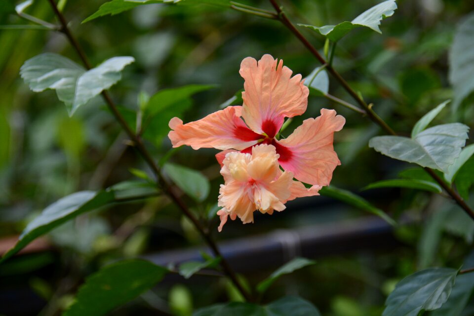 Flowers thailand hibiscus