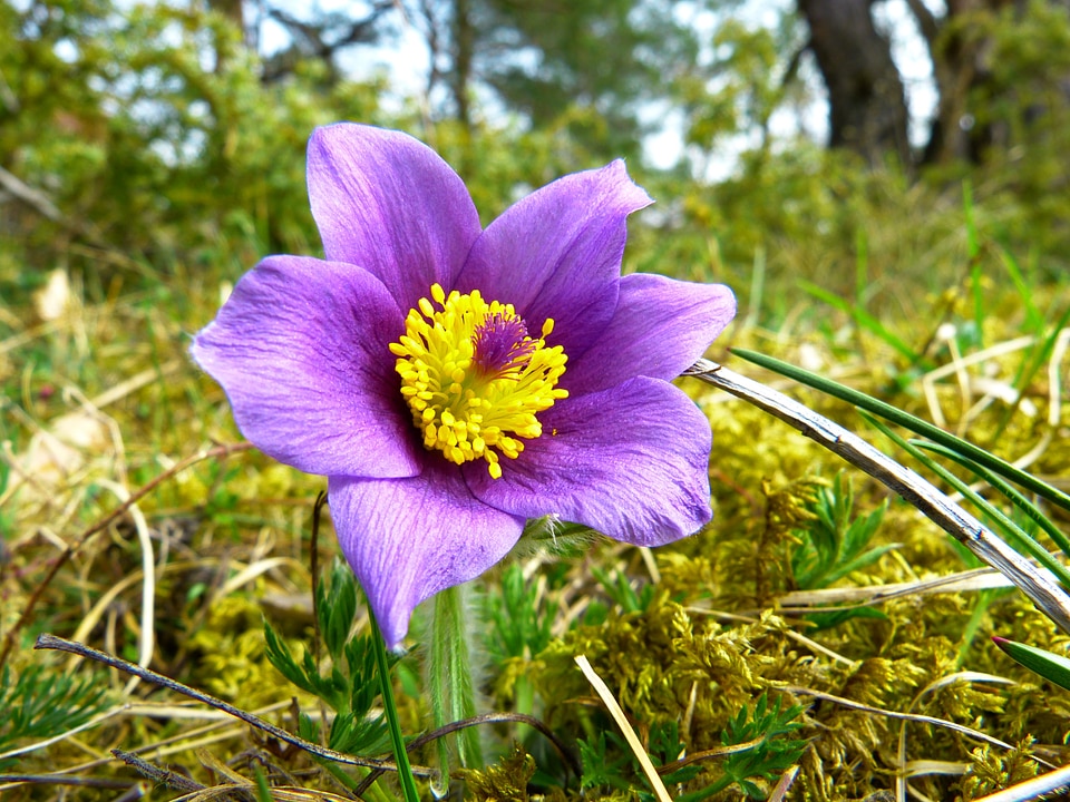 Hahnenfußgewächs dry plant flower