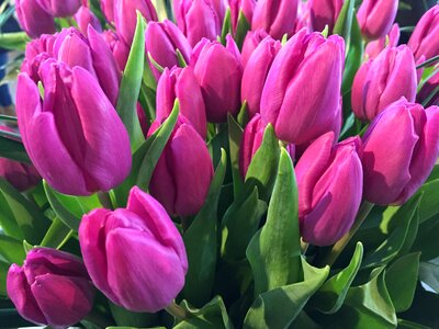 Tulip dutch tulips flower