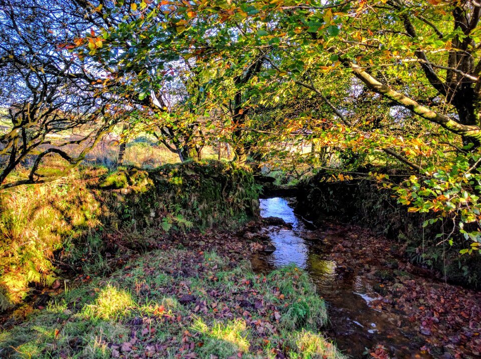Woodland leaves wilderness