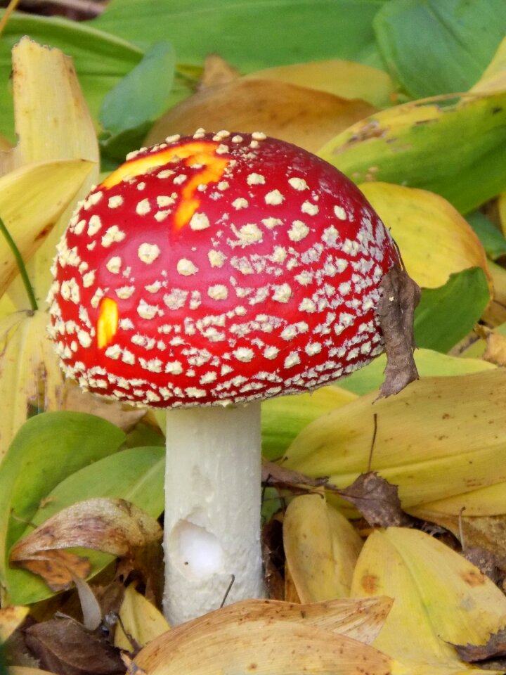 Red spotted autumn