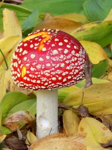 Red spotted autumn