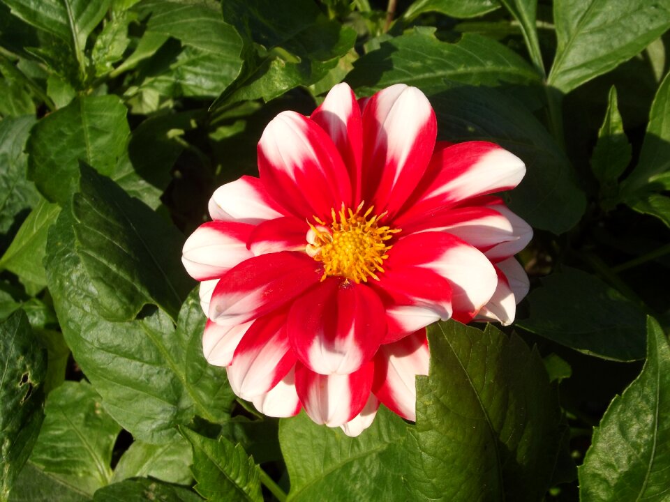 Blossom bloom plant