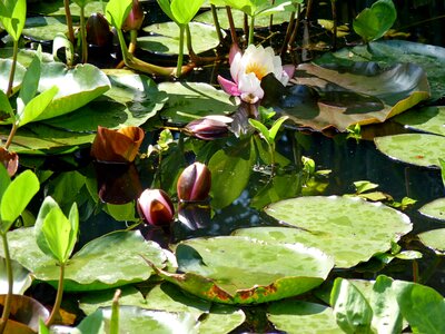 Aquatic white water lily plants