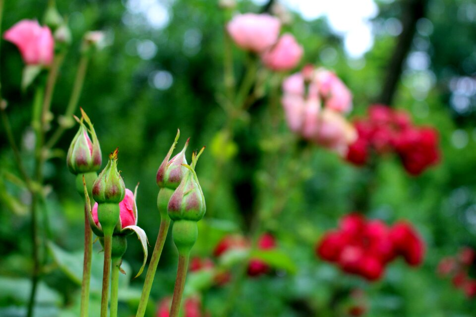 Bloom flower rest photo