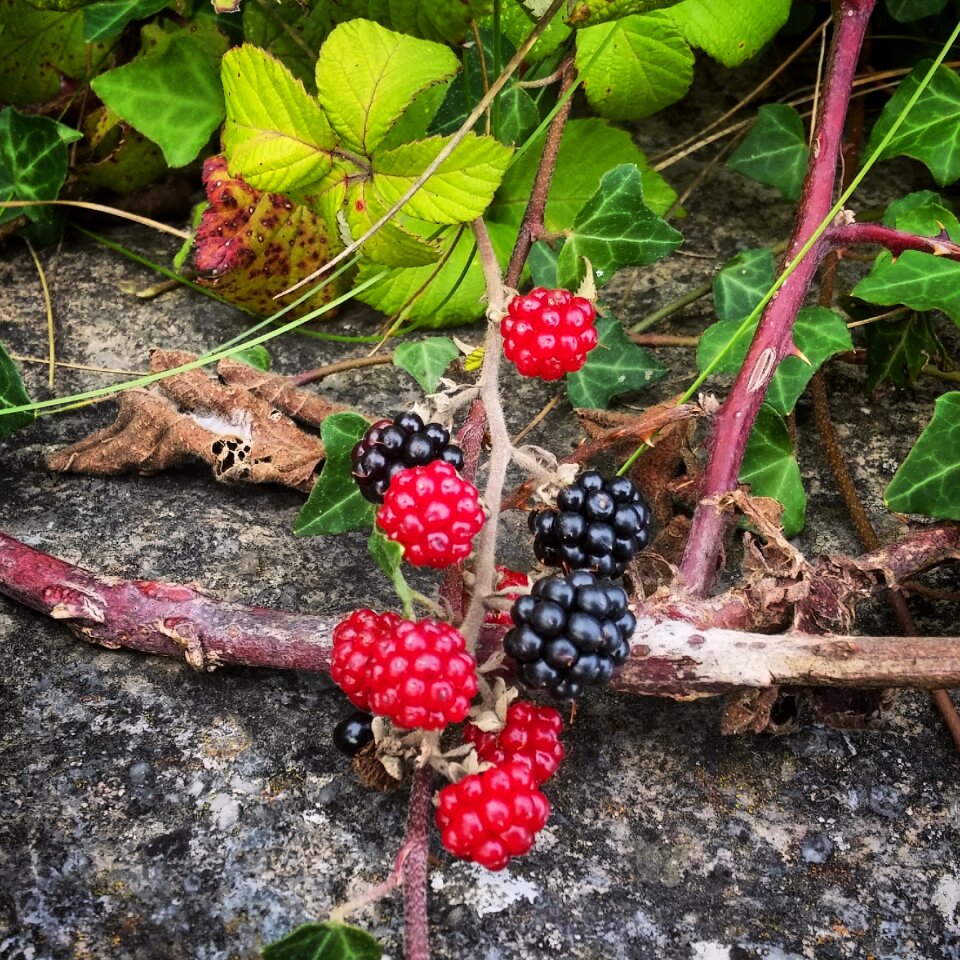 Irish nature vacation