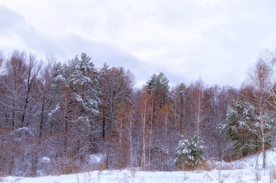 Winter winter forest trees photo