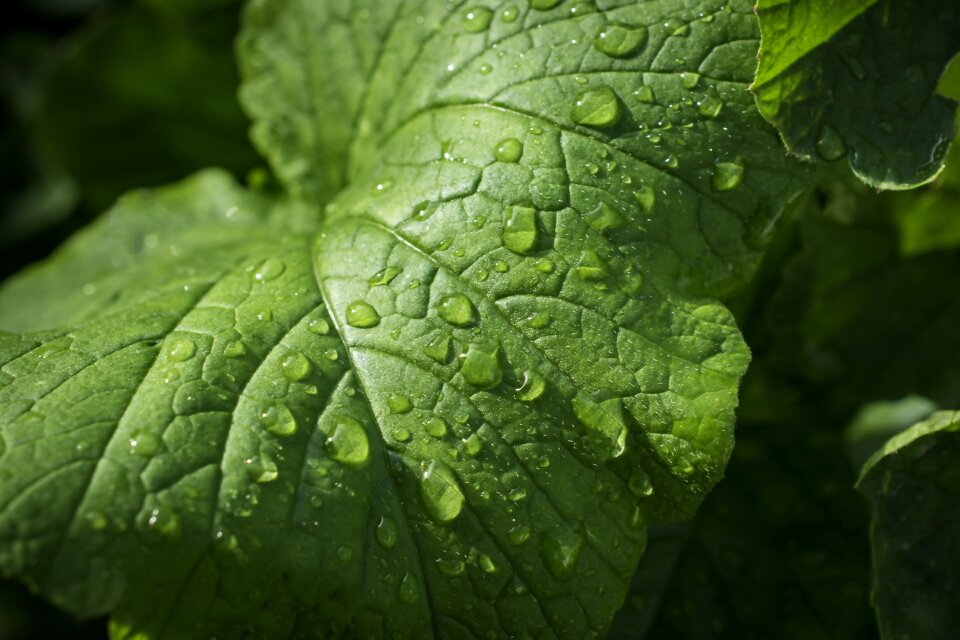Green raindrop macro