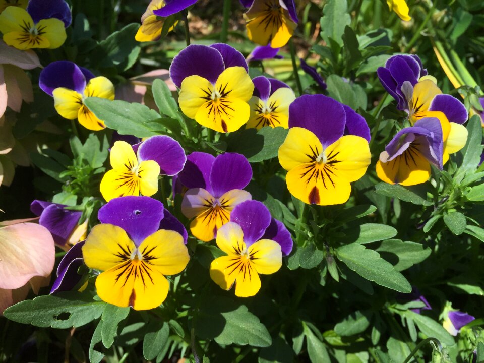 Pansy small blooming photo